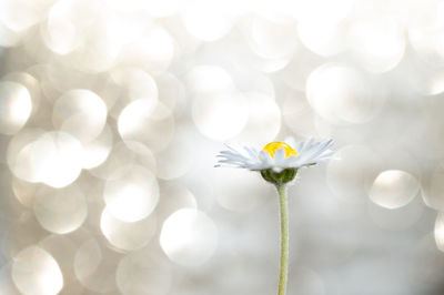Close-up of white daisy flowers