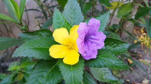 Close-up of yellow flower blooming outdoors