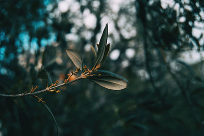 Close-up of flowering plant