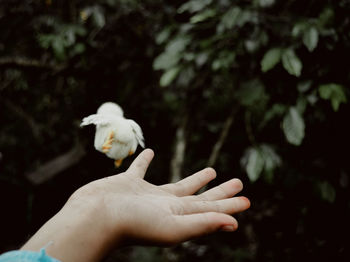 Cropped hand of woman holding baby chicken