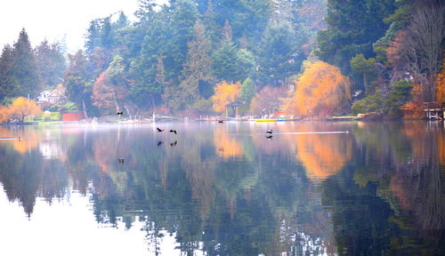 Scenic view of lake against trees during autumn