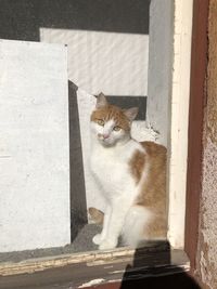 Portrait of cat sitting against wall