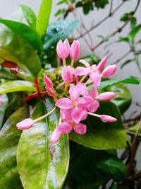Close-up of pink flowers blooming outdoors