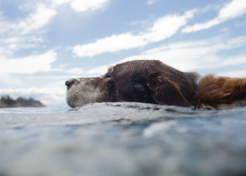 Close-up of a dog