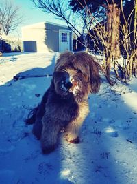 Dog sitting on snow