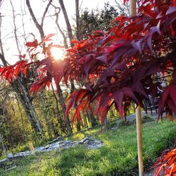 Close-up of red maple tree against sky