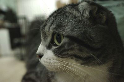 Close-up of a cat looking away