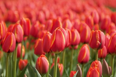 Close-up of red tulips