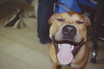 Close-up portrait of dog