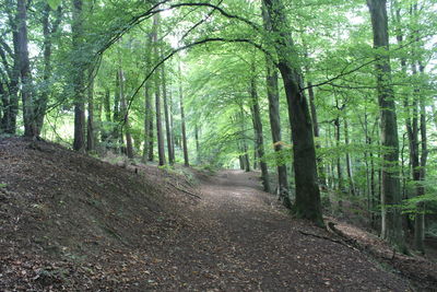 Footpath amidst trees in forest