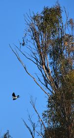 Low angle view of eagle flying against clear sky