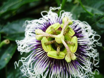 High angle view of passion flowers blooming outdoors