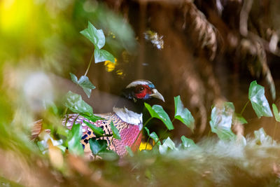 Pheasant in the undergrowth