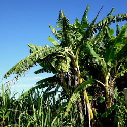 Low angle view of plants growing on field