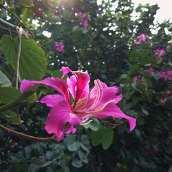 Close-up of pink flower blooming on tree