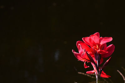 Close-up of pink rose flower