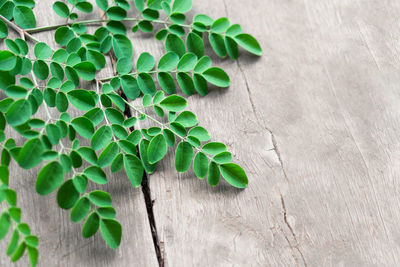 High angle view of green leaves on wall