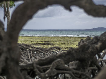 Close-up of driftwood on beach against sky