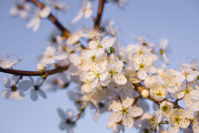 Beautiful plum tree branches full with white flowers in spring.