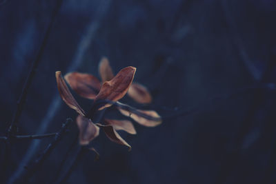 Close-up of wilted plant