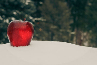 Close-up of ice cream on tree