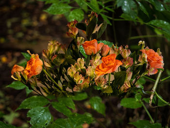 Close-up of orange flowering plants