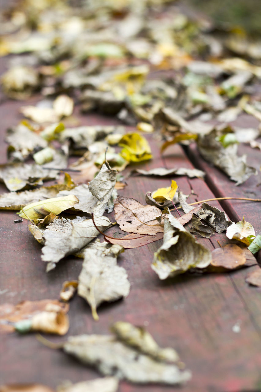 CLOSE-UP OF LEAVES ON TWIG