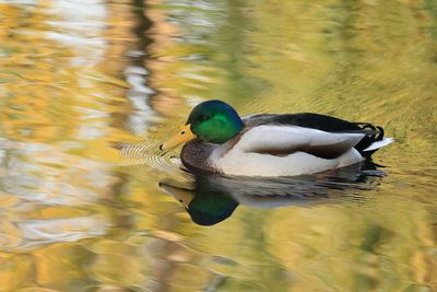 Duck swimming in lake