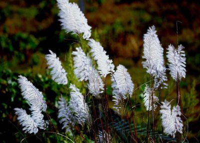 Close-up of white flowers blooming in snow