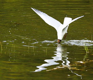 Close-up of swan flying over lake