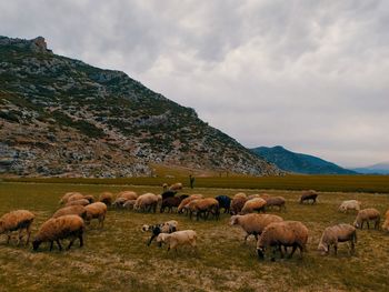 Flock of sheep on grassy field against sky