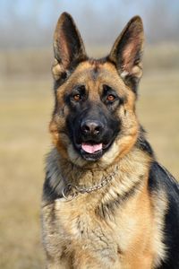 Close-up portrait of a dog