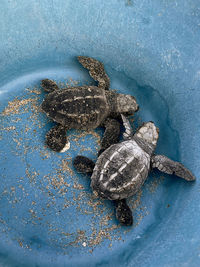 High angle view of turtle swimming in sea