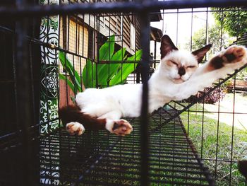 Cat sleeping in cage