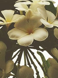 Close-up of a flower