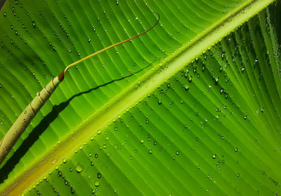 Water droplets on the surface of the leaves