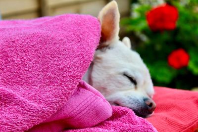 Close-up of a dog resting