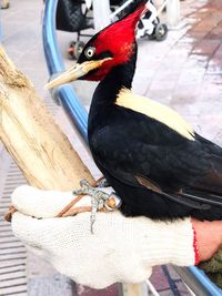 Close-up of bird perching on wood