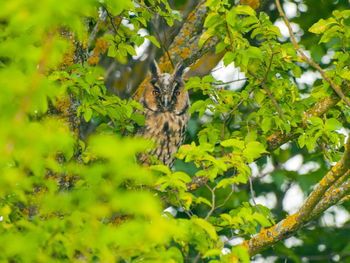 Close-up of bird on tree branch