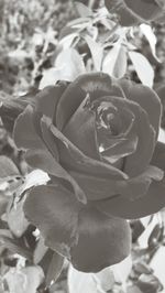 Close-up of rose blooming in garden