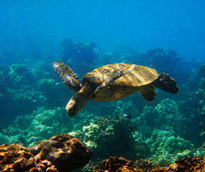 Turtle swimming in sea