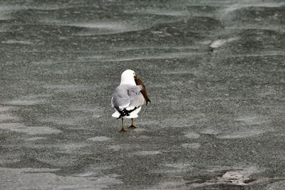 High angle view of bird in lake