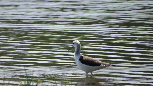 Black-winged stilt in lake