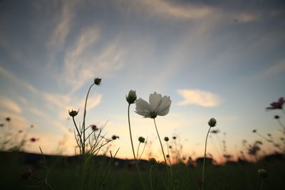 Close-up of flowering plants on field against sky during sunset