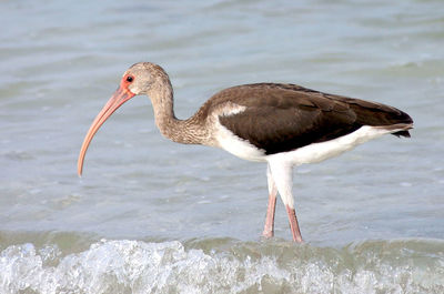 Close-up of bird by sea