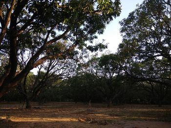 Trees in forest against sky