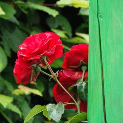 Close-up of red flowers