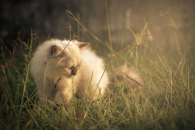 Close-up of cat looking down while standing on grassy field