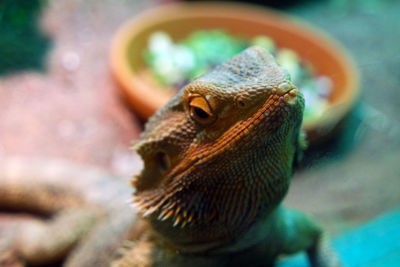 Close-up of lizard