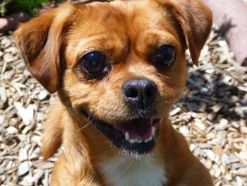 Close-up portrait of dog